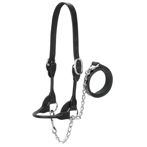 Weaver Leather Livestock Dairy/Beef Rounded Show Halter , Black, Large