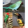 The Aviator Bird Harness, XS