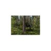 Tarp Parent Tarpaulin with Eyelets (3 x 3 m, Camo)