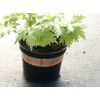 Agralan Copper Snail & Slug Tape 5m