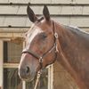 John Whitaker Ready to Ride Leather Headcollar Brown Pony