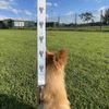 'Potted Plant' Dog Lead/Leash (DL00001325)