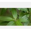 Bay Leaf Dried - Laurus nobilis -  Leaf Dried Tea Herb - US Seller