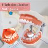 Typodont Teeth Model with Removable Teeth,Dental Tooth Model Suitable for Teaching, Practice and Study, with a Small Screwdriver. (Model and 28 Teeth)