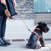 Dog Copenhagen V2 Pouch Organiser Mocca One Size
