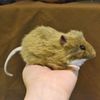 ハンサ(HANSA) HANSA チャイロネズミ No.5577 12cm