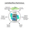 PROBIOTICS - 8 Billion LIVE Bacteria 60 Capsules