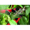 FELCO FELCO322 Model 322 Snips, Red