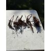 Bare Root Lilac Bush Purple (20) with INSTRUCTIONS.  Spring PLANTING