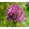 RESPIRATORY LUNG TEA - Soothe Inflammation with Peppermint - 1P