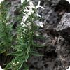 Pranarom Winter Sebori Essential Oil 5ml