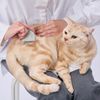 ペティオ (Petio) 犬猫用 FIXCARE 手に収まる ノミ取りコーム