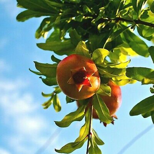 (Wonderful) Pomegranate Fruit Tree Cuttings Scion Wood