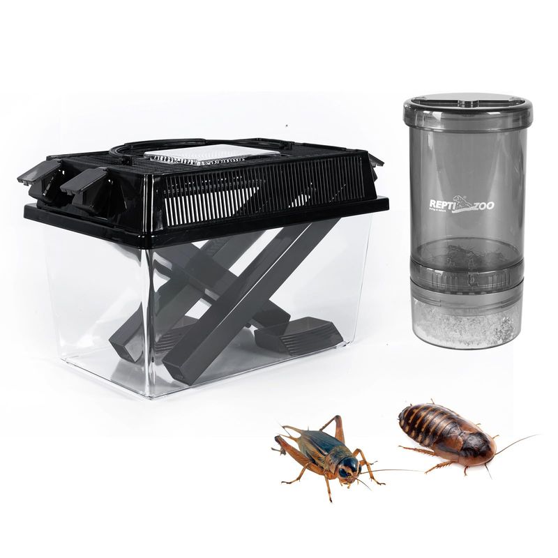 Image showcasing Crickets or Discoid Roaches? Choosing the Right Feeder Insect