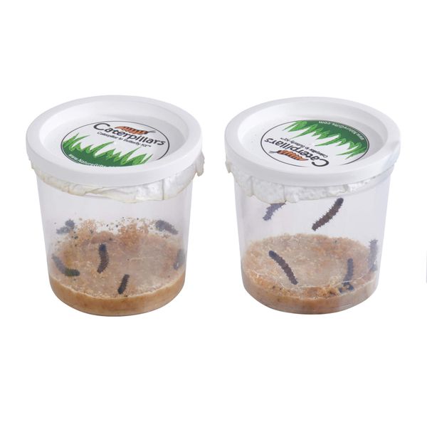 Nature Gift Store 10 Live Caterpillars Shipped Now- Butterfly Kit Refill ONLY