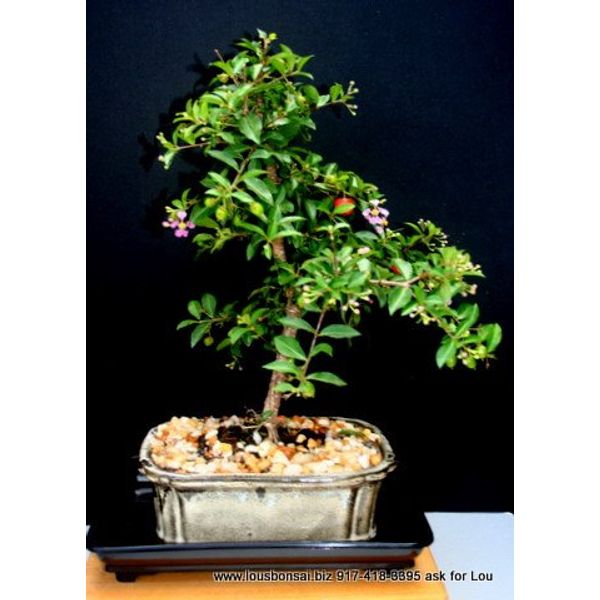 Indoorbonsaiandexotics indoor Large cherry bonsai tree for beginners (indoors)