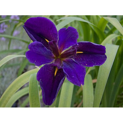 Live Cold Hardy Louisiana Black Gamecock Iris Aquatic Marginal Pond Plant