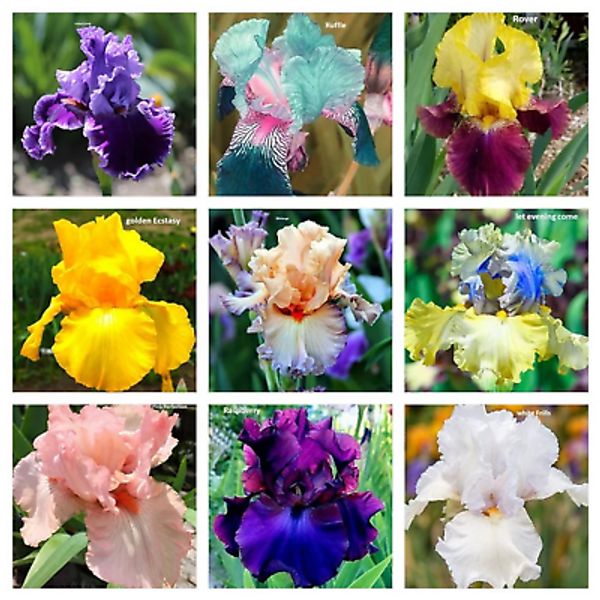 30pcs Mixed Color Rare Iris Flower Seeds - Perennial Beauteous Blooms