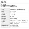 cayupte 100ml incent essential oil essential oil