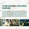 Selvaherb Burdock Root Formula Drops for Detox Cleanse Support & Immune Support. 2oz