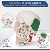 Human Skull Anatomy Model Life Size Functional Jaw Anatomical Skull Model for Teaching