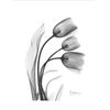 ART.COM Stretched Canvas Print Tulip Gray by Albert Koetsier, 12" x 16"