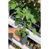 Fignomenal Dwarf Fig Tree – Dwarf Fig Plant – Self Fertile
