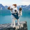 Hurtta Active Dog Harness, Raven, 39-47 in