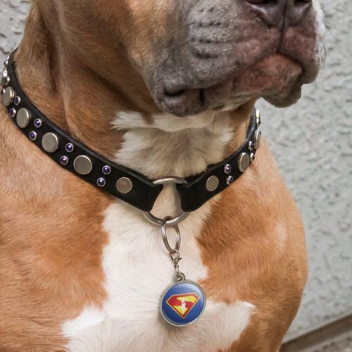 Superman 2025 Movie Take Me Home Shield Chrome Plated Metal Pet Dog Cat ID Tag - Large