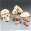 Mr. Thrifty Skull with 8-Part Brain Model