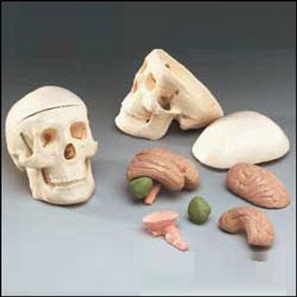 Mr. Thrifty Skull with 8-Part Brain Model