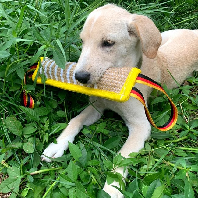 Interactive Dog Training Toys