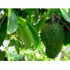 Soursop Graviola Liquid Drops  2oz.