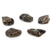 Turritella Agate Medium Crystal Tumbled Stone - 1 Pc
