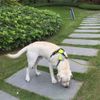 SGODA No Pull Dog Harness with Handle Reflective, Small, Green