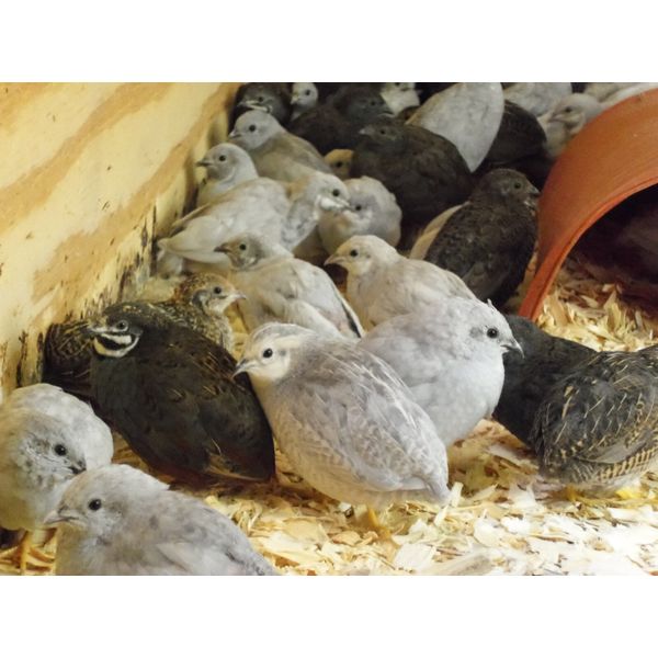 12+ with Up To 8 extra Button Quail Hatching Eggs