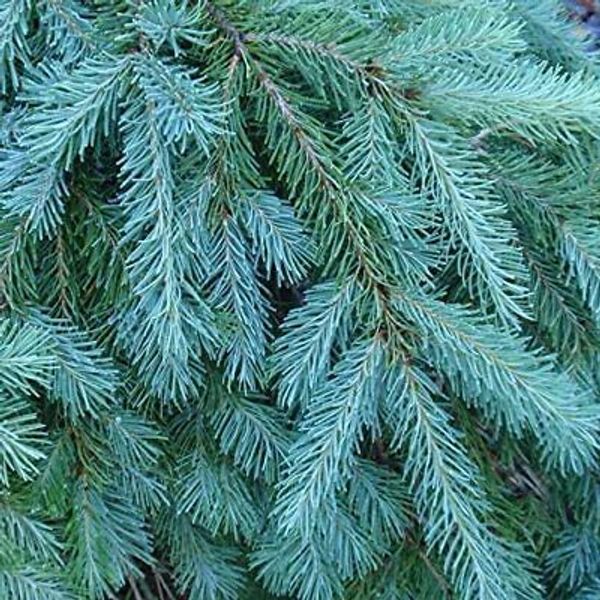 20 Blue Douglas Fir Seeds for Planting Evergreen Trees