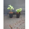 ~~LAVENDER LADY PASSIFLORA~~Starter Plant~~ Passiflora X Alato~~FRAGRANT!
