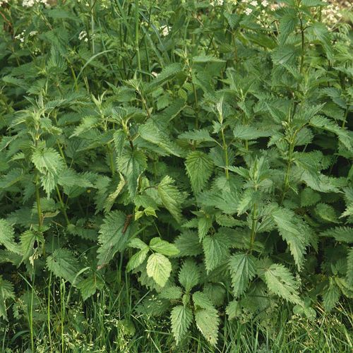 Outsidepride 10000 Seeds Perennial Urtica Dioica Stinging Nettle Herb Garden Seeds for Planting