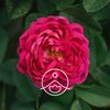 Organic Essential Oil Rose Otto 0.07 oz (2.3 ml)