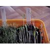 FRESH  ORGANIC  HERB  CILANTRO  SEEDS    80 SEEDS