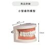 Teeth Model Small Model Teeth Shape Model Learning Teaching Teeth Brushing Dental Model Dental Hygiene Education Oral Care Practice Model
