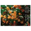 Osmanthus Collection Box (2 x Bath Powder, 1.2 oz (35 g) x 2, Bath Salt, 1.2 oz (35 g) x 3), Sweet and Soft Osmotic Scent