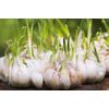 Organic Grown Garlic 3  BULBS