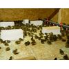 210+  KINGsBROWN XL. JUMBO brown coturnix quail hatching eggs,