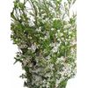 White Wax Flower 14 Bunches
