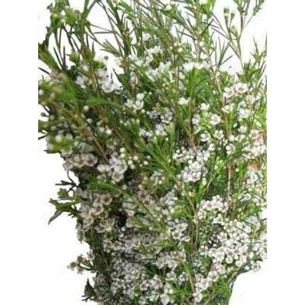 White Wax Flower 14 Bunches