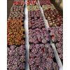 5 PCs Of 4” Pot Assorted Succulent  Varieties