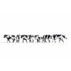 Noch 15725 Cows, black-white Coloured