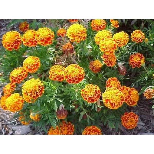 MARIGOLD SPARKY ANNUAL FLOWER SEEDS TRADITIONAL FAVORITE GARDEN FLOWER.